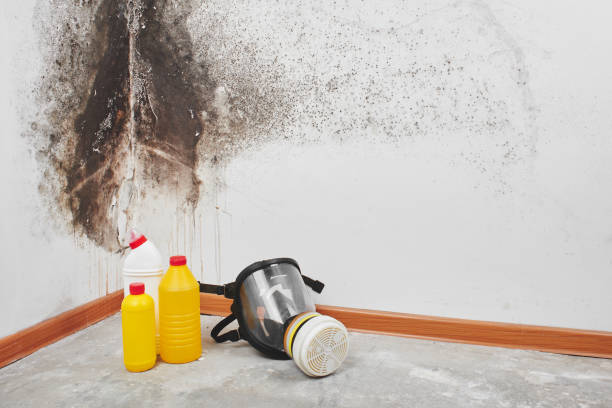 Best Certified Mold Removal  in Woburn, MA