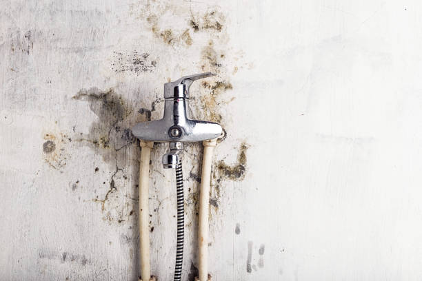Best Home Mold Removal  in Woburn, MA