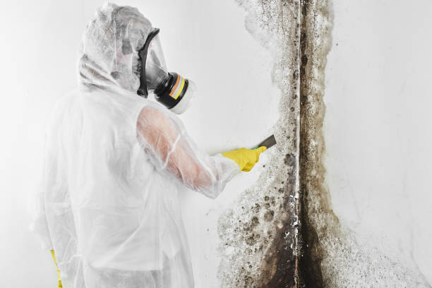 Best Black Mold Removal  in Woburn, MA