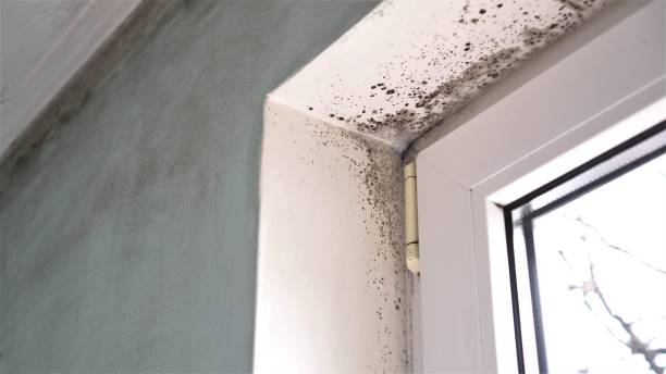 Best Mold Removal Company Near Me  in Woburn, MA
