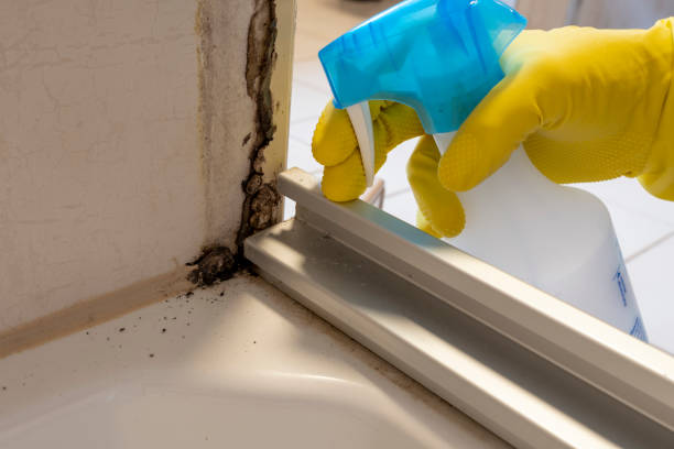 Trusted Woburn, MA Mold Removal Experts