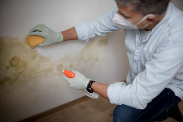 Best Emergency Mold Removal  in Woburn, MA