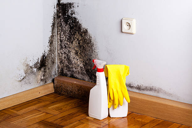 Mold Testing and Removal in Woburn, MA