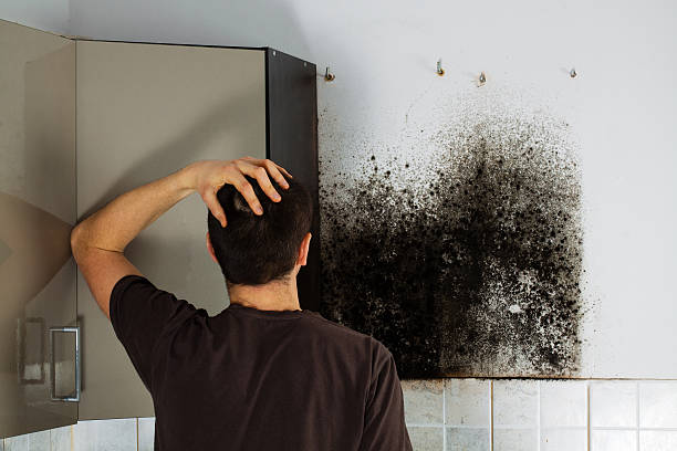  Woburn, MA Mold Removal Pros