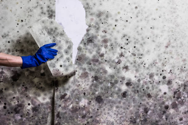 Office Mold Removal Services in Woburn, MA